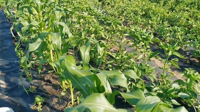 ПАСЫНКОВАНИЕ и ПОДКОРМКА КУКУРУЗЫ САХАРНОЙ. Основные моменты выращивания. смотреть онлайн