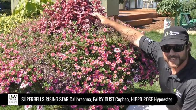 Dig Deep: Cuphea Calibrachoa Hypoestes Combo смотреть онлайн