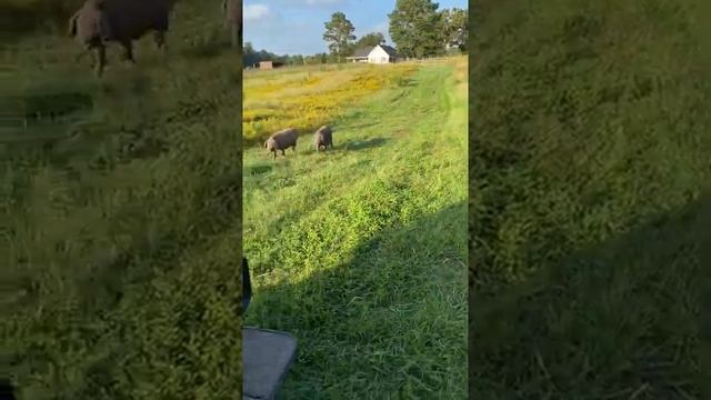 Meishan Boars on Pasture смотреть онлайн