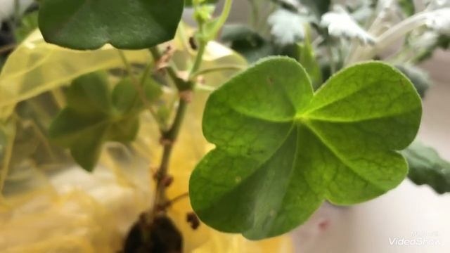 С Летом Вас!!! Цветёт Сирень! Что я купила на садовой ярмарке...Гибискус. смотреть онлайн