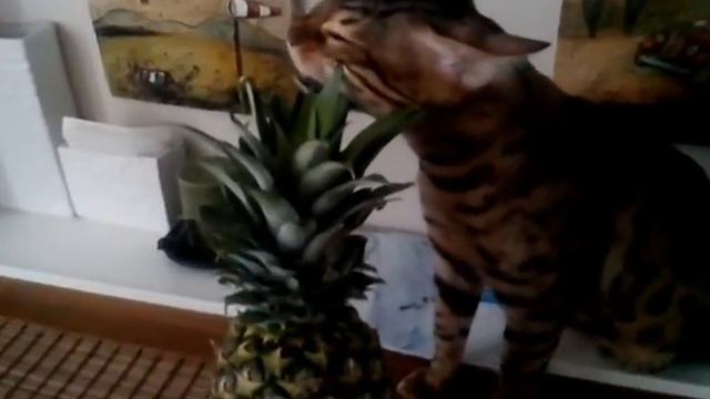 Если ананасов в организме не хватает... смотреть онлайн