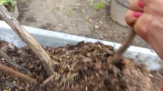 Грибные рецепты