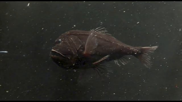 Fangtooth - deep sea fish with massive teeth chomps shrimp смотреть онлайн