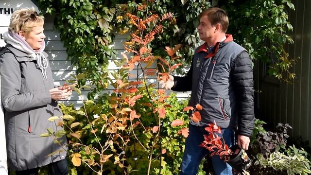 Новинка сезона - Сорбарония - лучше рябины и лучше аронии смотреть онлайн