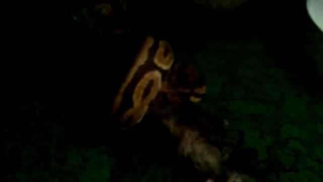 Варя трапезничает второй мышкой ?? смотреть онлайн