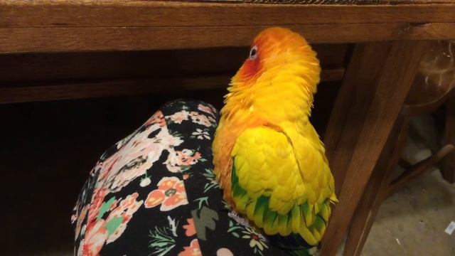 Дракон_на_плече — солнечный аратинга — не на плече а на коленке смотреть онлайн