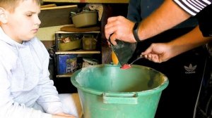 Планктон на ТОЛСТОЛОБА в домашних условиях. Доработанный  рецепт 2020.