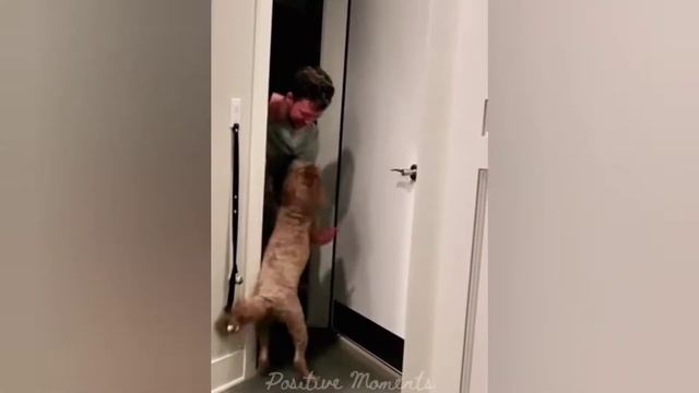 DOGS MEET THEIR OWNERS, CUTE DOGS VIDEOS 🥰💗🐕😍#pets #dog #собаки #позитив #touching смотреть онлайн