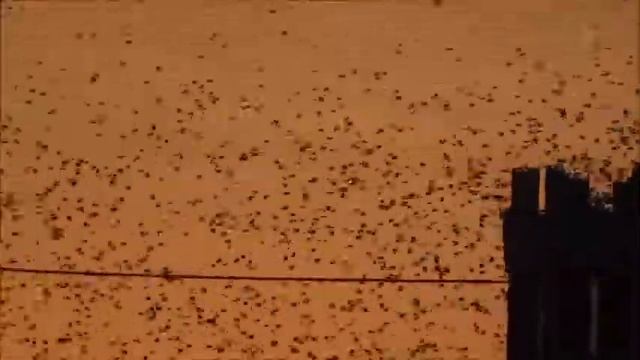 Огромная стая птиц летит на ночлег смотреть онлайн