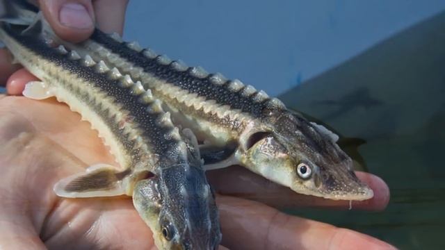 Давайте сохраним смотреть онлайн