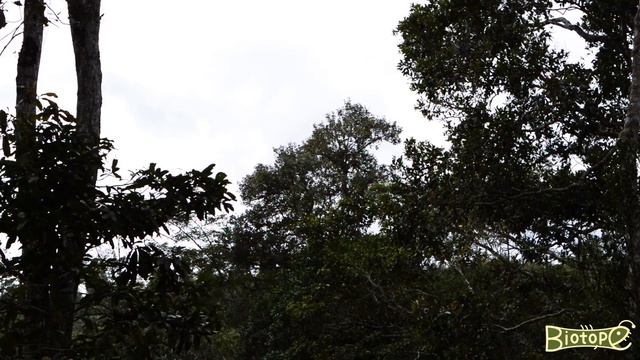 Бурые лемуры в природе смотреть онлайн