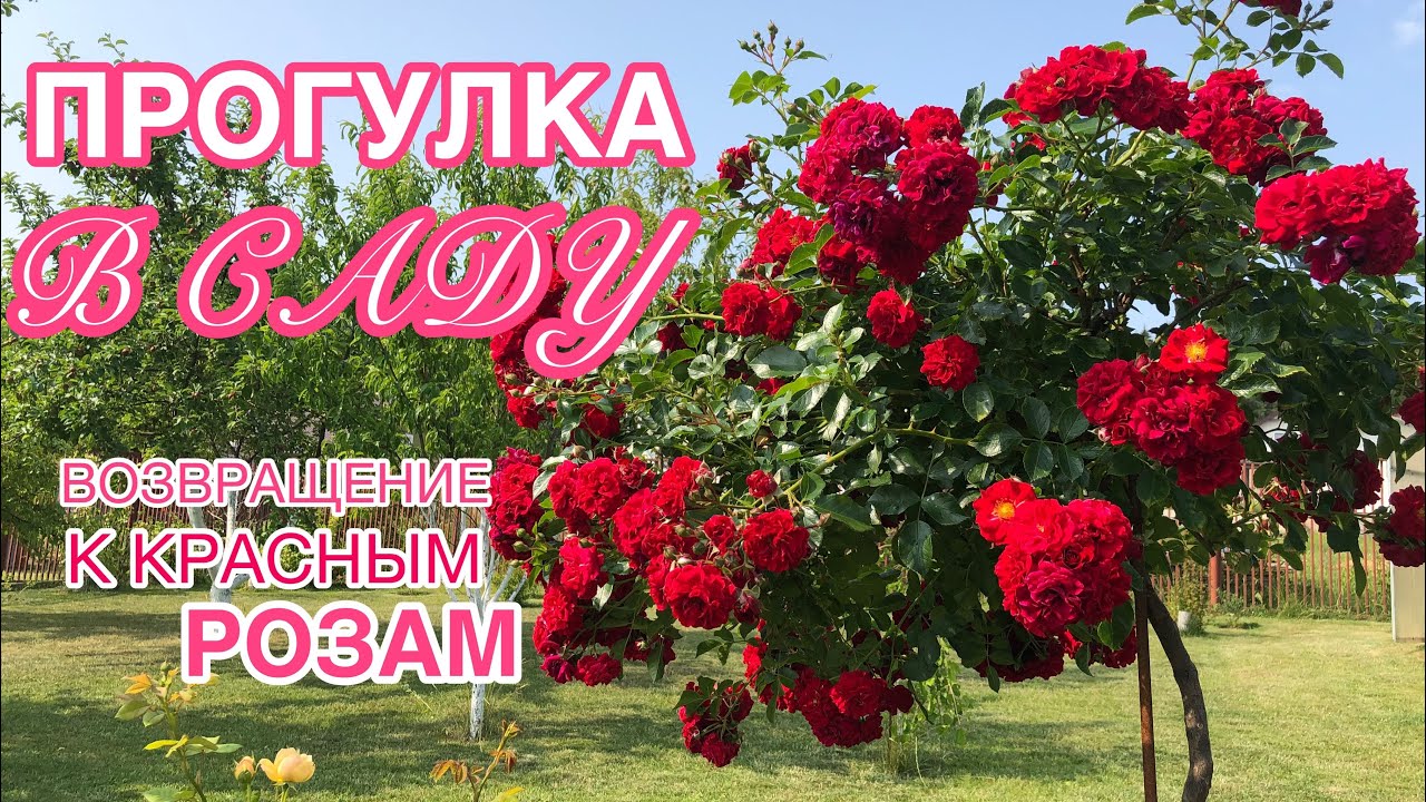 Прогулка по САДУ ? КРАСНЫЕ РОЗЫ ? 5 июля ?Пусть меньше, но качественнее ? 5 сортов смотреть онлайн