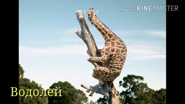 Какое ты животное по знаку зодиака смотреть онлайн