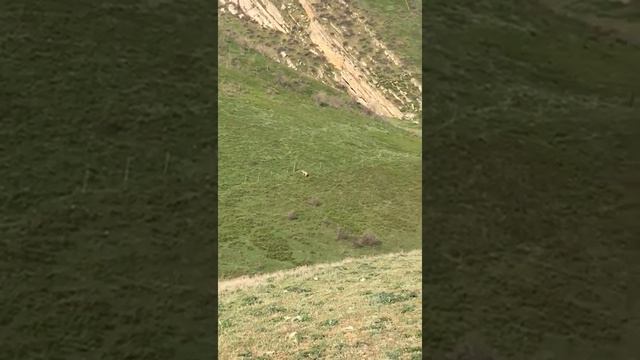 Реакция волка на электропастух AGRI UNI6K 100 защита Ваших животных смотреть онлайн