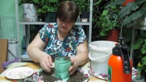 Сажаем перец в "улитку".