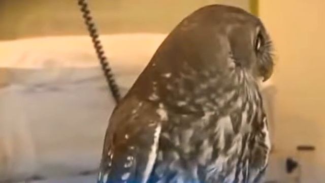 Прикол с НАЧАЛЬНИКОМ смотреть онлайн