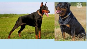 Кто сильнее доберман или ротвейлер