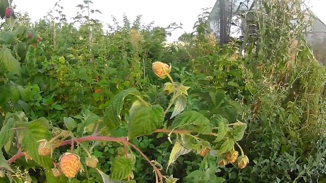 Raspberry Polana смотреть онлайн