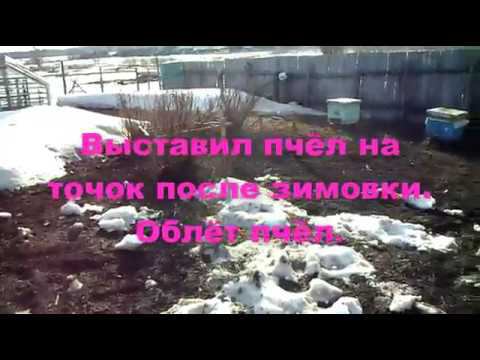 Выставил пчёл после зимовки. Облёт пчёл смотреть онлайн