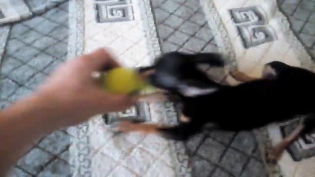 Тойчик Ева смотреть онлайн