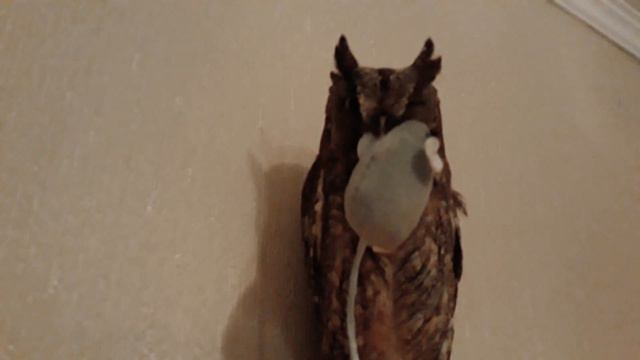 Совы - не то, чем кажутся 😊 смотреть онлайн