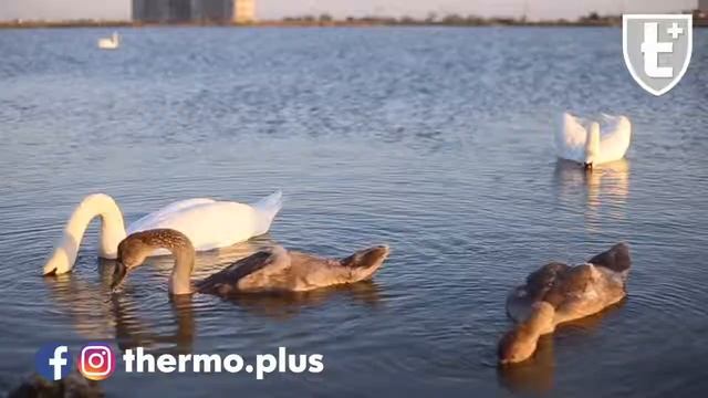 Thermo+ Термобелье 100% шерсть мериносов смотреть онлайн
