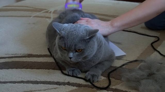 ВЕСЕННЯЯ ЛИНЬКА кота и проверка лайфхака / КОТ расцарапал руки / British cat смотреть онлайн