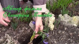 Пролески.  Как посадить растение?