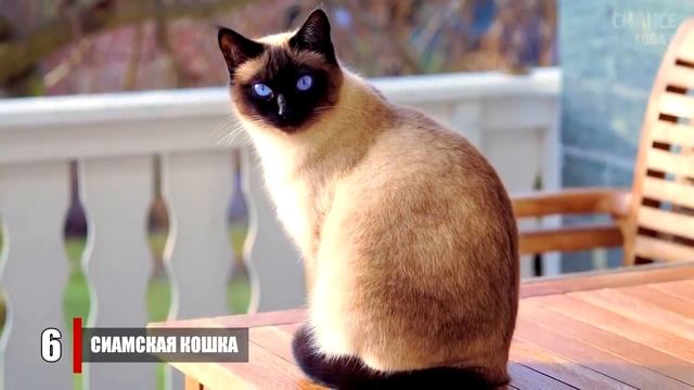 12 самых УМНЫХ ПОРОД КОШЕК в мире это моё первое видйо смотреть онлайн