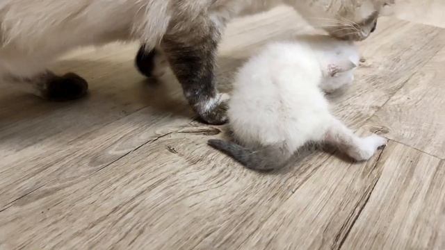 Кошка стала мамой / Милые видео из жизни котенка от рождения до 2 месяцев / Новый питомец смотреть онлайн
