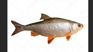 речная рыба