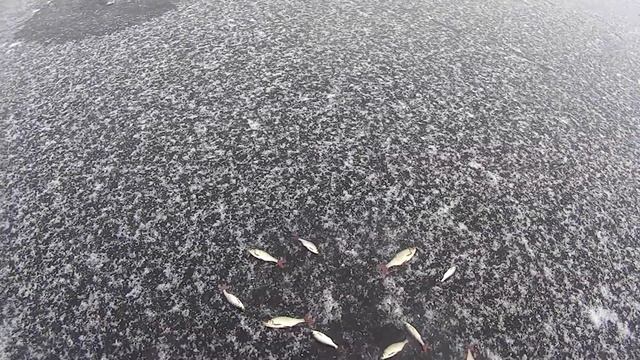 ЗИМНЯЯ РЫБАЛКА.СПОРТИВНАЯ ЛОВЛЯ СО ЛЬДА НА МОРМЫШКУ.ПУЛЕМЁТНЫЙ КЛЁВ КРАСНОПЁРКИ смотреть онлайн