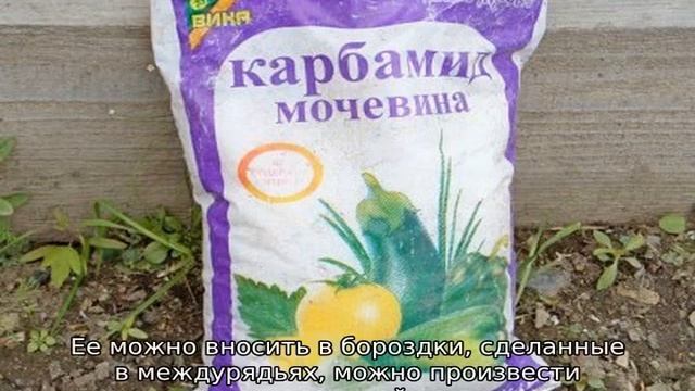 Как развести мочевину для подкормки рассады