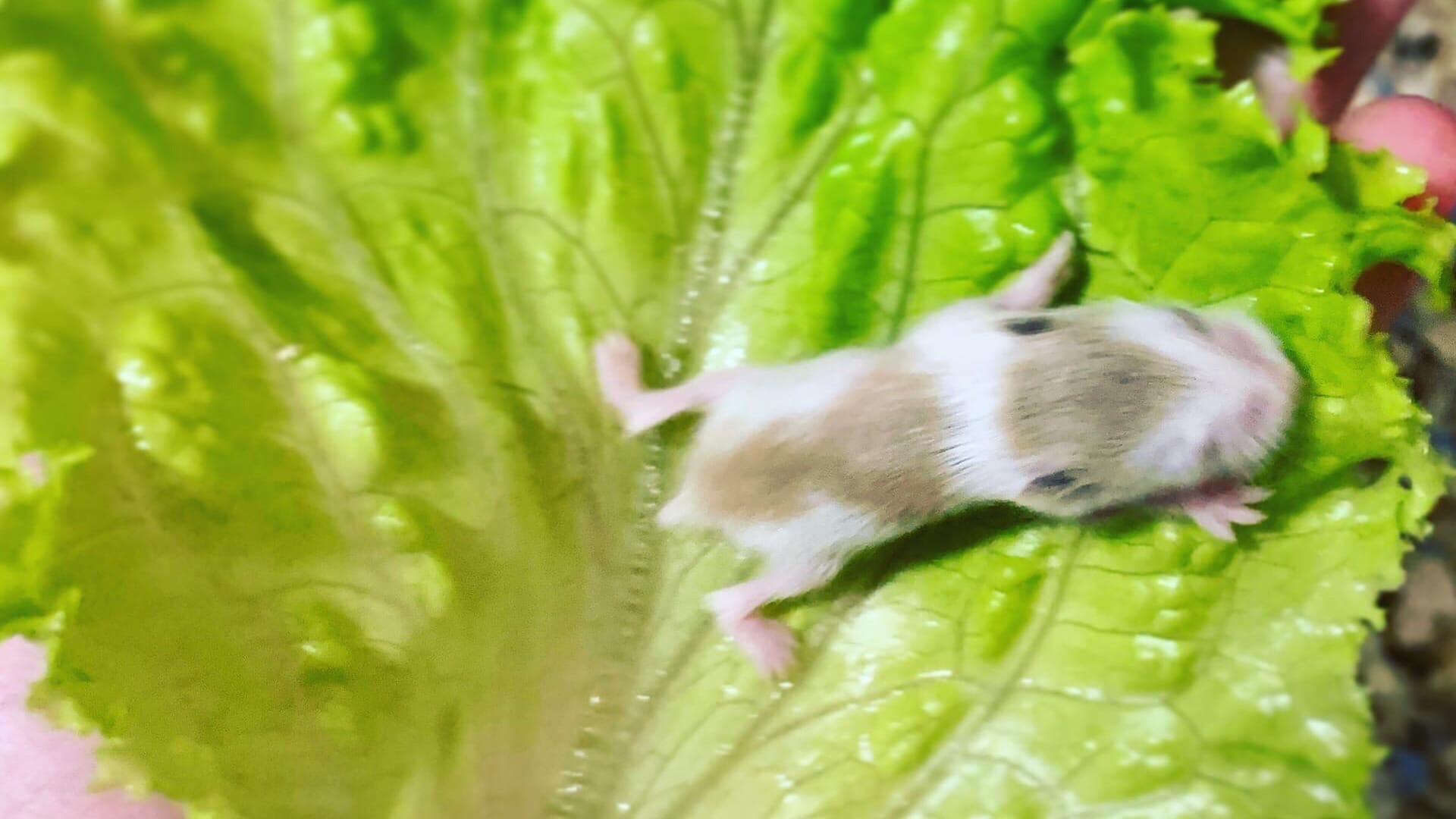 У ХОМЯЧКОВ РОБОРОВСКОГО ОТКРЫЛИСЬ ГЛАЗКИ / ХОМЯЧКАМ КЭМПБЕЛЛА 2 ДНЯ ОТ РОДУ смотреть онлайн