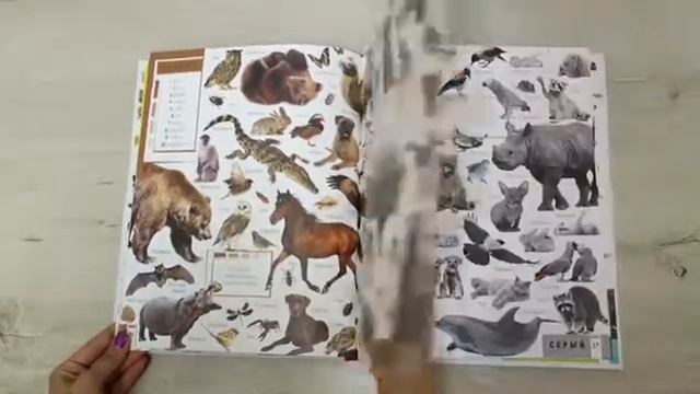 Книга Животные.Учим цвета и цыфры.Виват смотреть онлайн