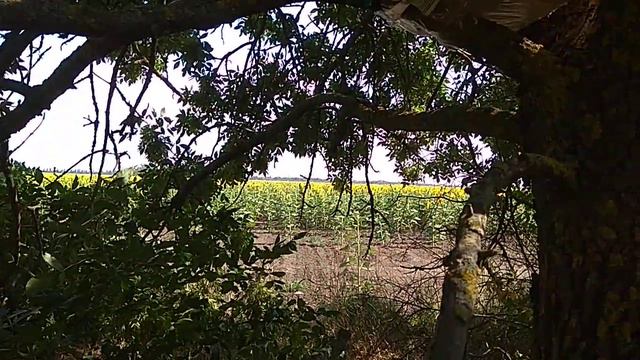 Место для установки ловушек! смотреть онлайн