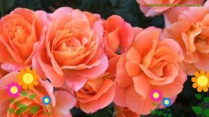 Роза спрей Алегрия. Краткий обзор, описание характеристик rosa Alegria