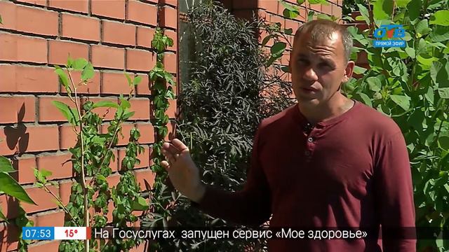 Садовые истории – магнолия смотреть онлайн
