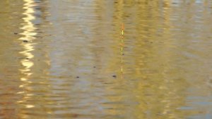 ФОРЕЛЬ НА ТЕСТО! ПОПЛАВОК! Херабуна.