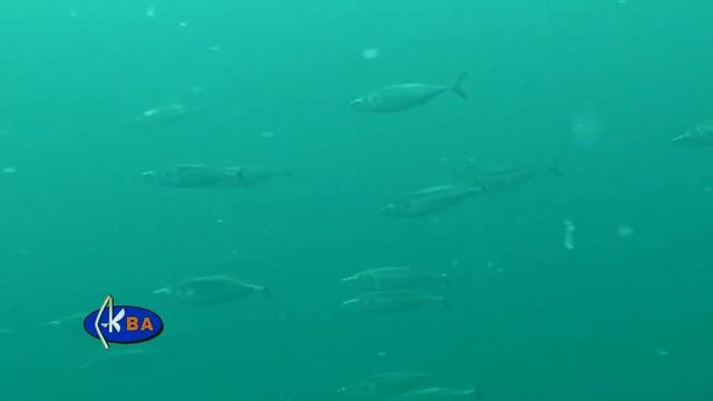 Пеламида. Sarda sarda. Atlantic bonito смотреть онлайн