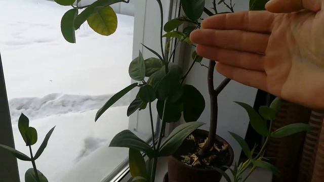 Выращивание эустомы (ирландская роза) смотреть онлайн