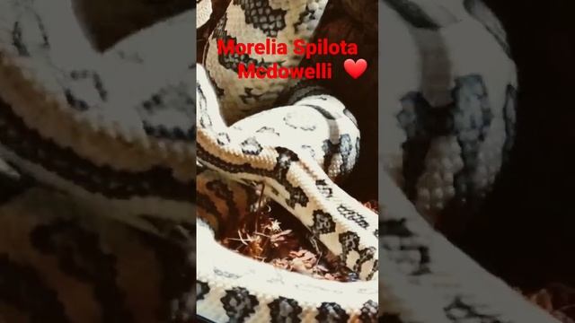 #Snake #Carpetpython #reptiles смотреть онлайн