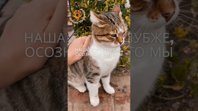QR брелок «Потеряшка» -спокойствие и безопасность вашего питомца. смотреть онлайн