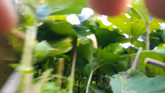 Любимое лакомство моих кроликов смотреть онлайн