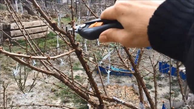 Формирование войлочной вишни на штамбе. Весенняя обрезка. смотреть онлайн