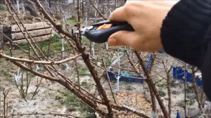 Формирование войлочной вишни на штамбе. Весенняя обрезка.