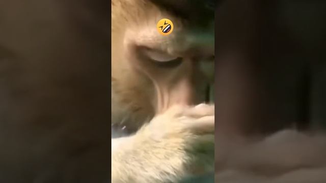 Эти забавные животные улыбнись смех продлевает жизнь ???? смотреть онлайн