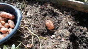 ОБЗОР УРОЖАЯ КАРТОШКИ РЕД СКАРЛЕТТ 08 2021