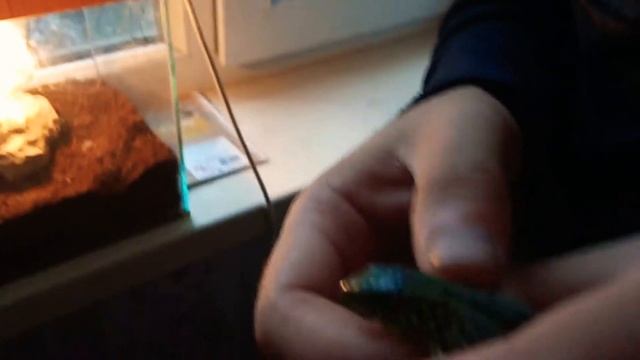 Линька прытких ящериц