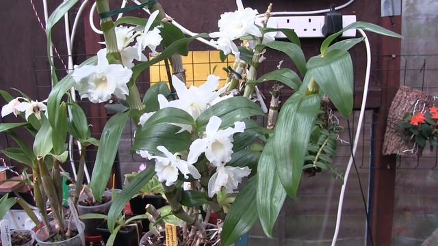 Dendrobiums - UK 4 Seasons Care for Those I Have смотреть онлайн